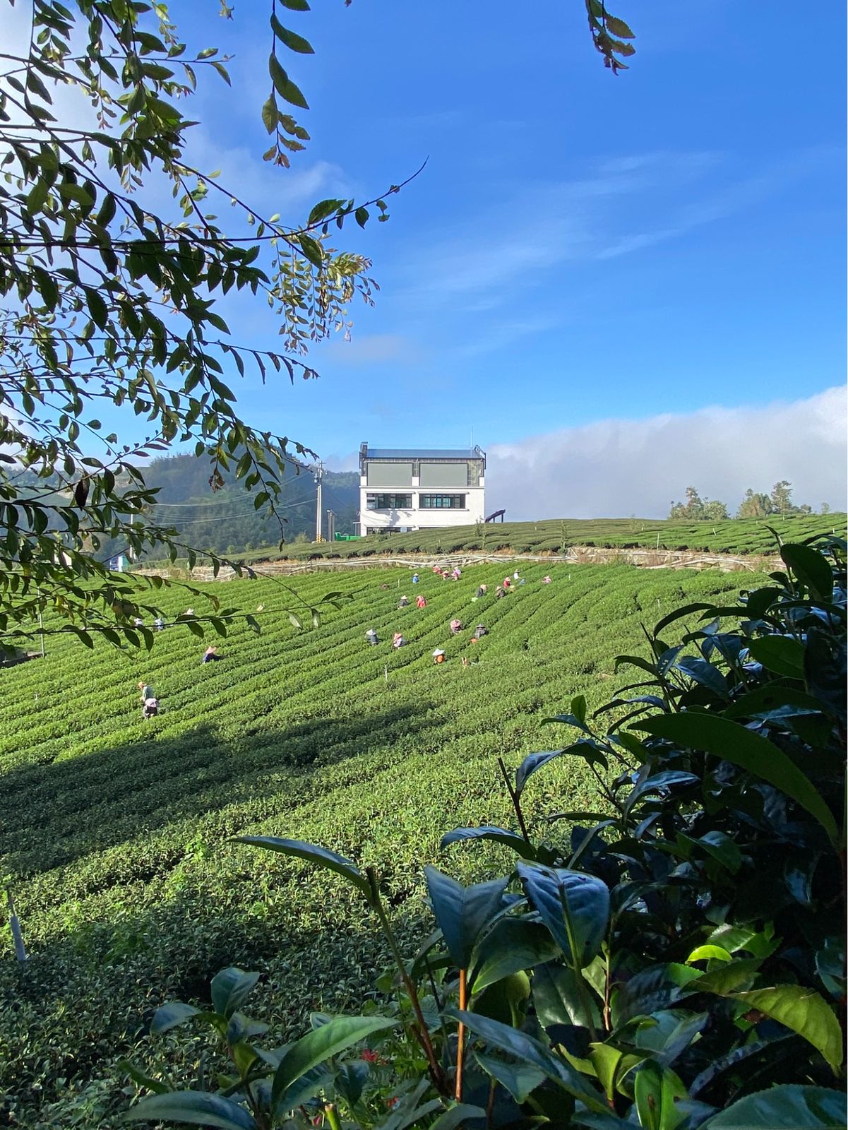 Boardwalks on the Mist, Cloud and Tea routes (left), and views of tea fields from Shizhuo (right)