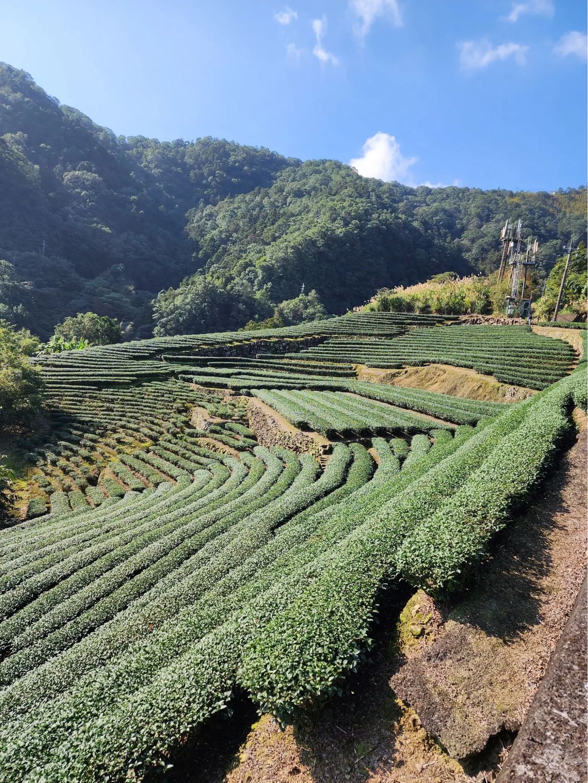 Train entering Shifen village (left), and tea plantations in the hills east of Taipei (right)